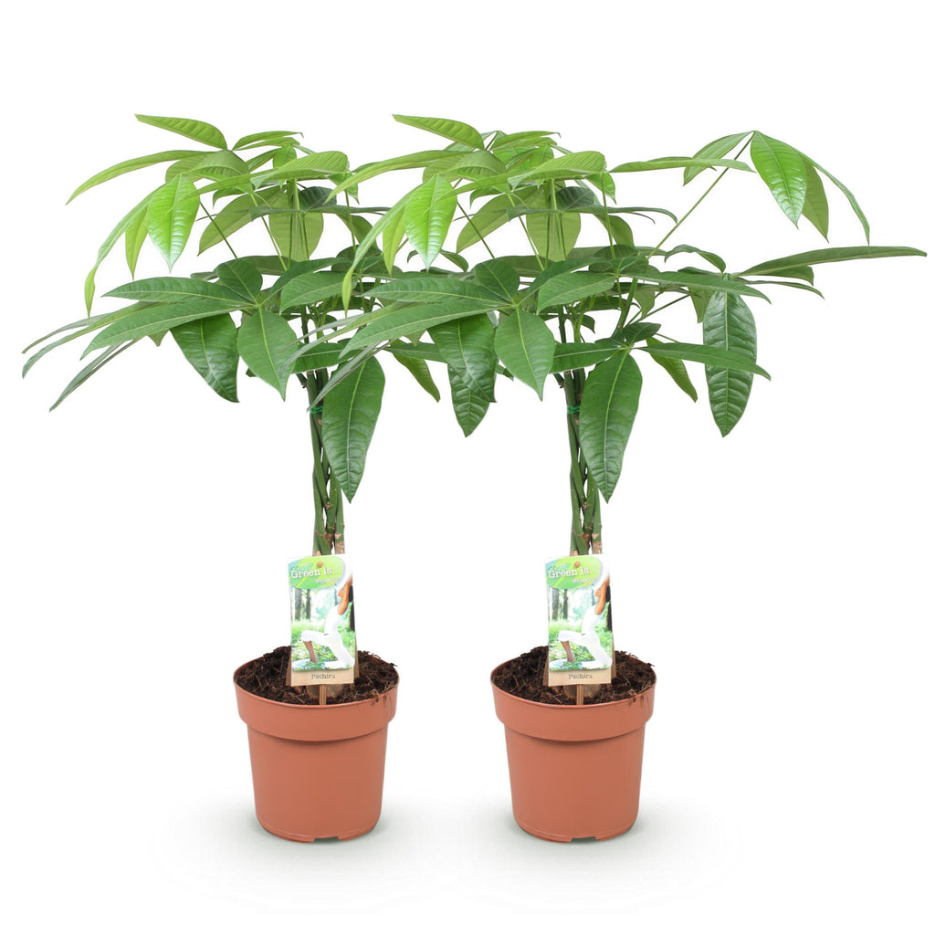 Green BoutiQ - Green is... Plantes d'intérieur - Pachira Aquatica tronc tressé - Arbre à monnaie - Peu d'entretien - Vert - 2 Plantes - Pot 17cm - Hauteur 60-70cm