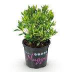 Green boutiQ - Rhododendron nain - Rhododendron Bloombux rose clair - Buis fleuri - Peu d'entretien - Fleur rose clair - 1 plante - Pot 10,5 cm - Hauteur 20-25 cm