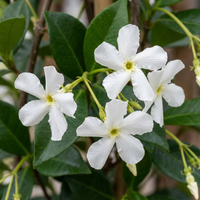 6x Trachelospermum jasminoides - Star Jasmine - White - Climber - Ø9cm - ↕35cm