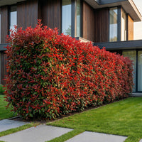 Green boutiQ - 24x Photinia fraseri Carre Rouge - Glansmispel - Haagplanten - Groenblijvend - Rood - Pot 9cm - Hoogte 25-35cm