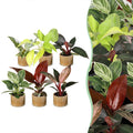 6x Baby Philodendron Family - White - Pink - Yellow - Green - Red - Tropical - incl. Linnea Honey - Ø6cm - ↕10-15cm