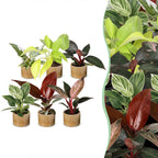 6x Baby Philodendron Family - White - Pink - Yellow - Green - Red - Tropical - incl. Linnea Honey - Ø6cm - ↕10-15cm