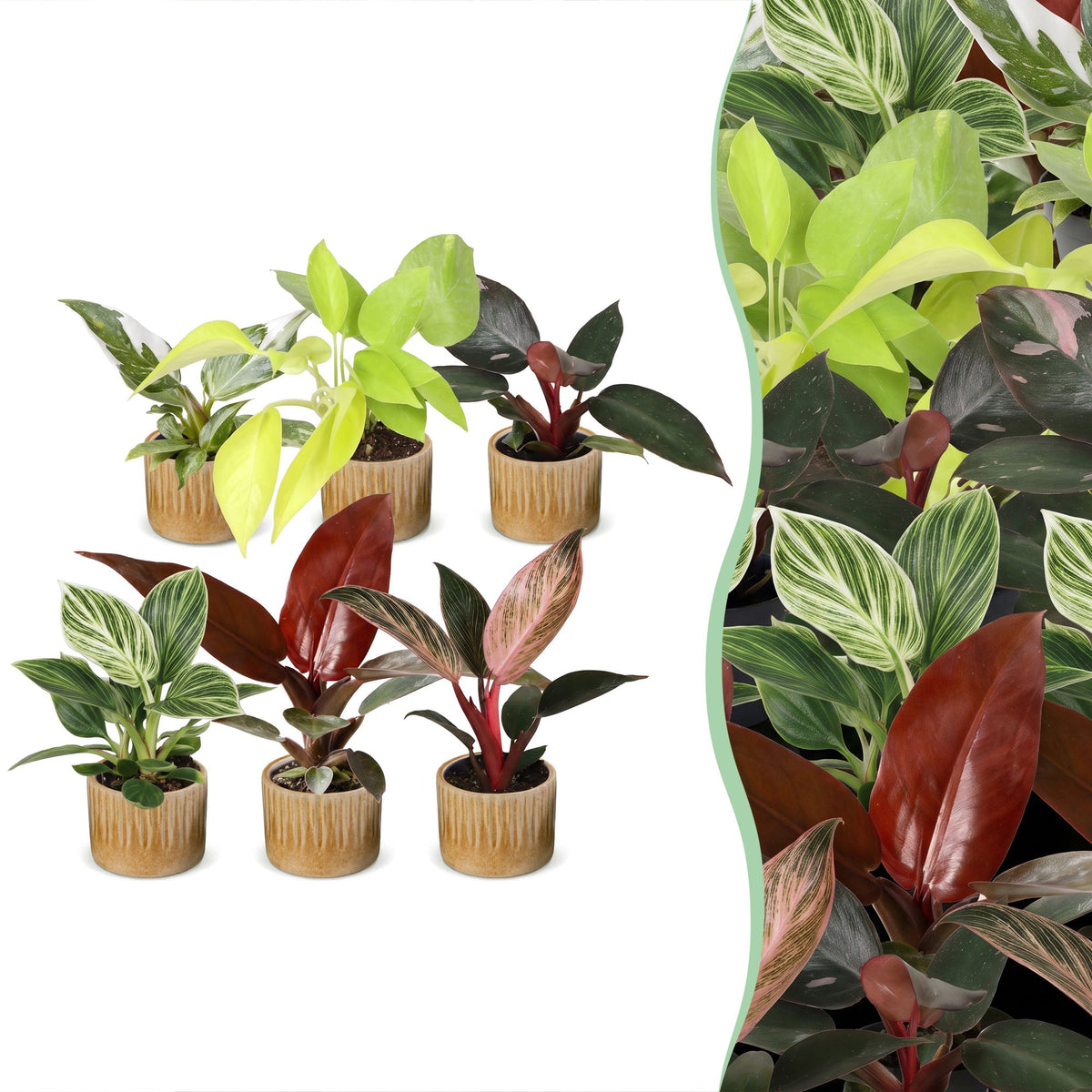 6x Baby Philodendron Family - White - Pink - Yellow - Green - Red - Tropical - incl. Linnea Honey - Ø6cm - ↕10-15cm