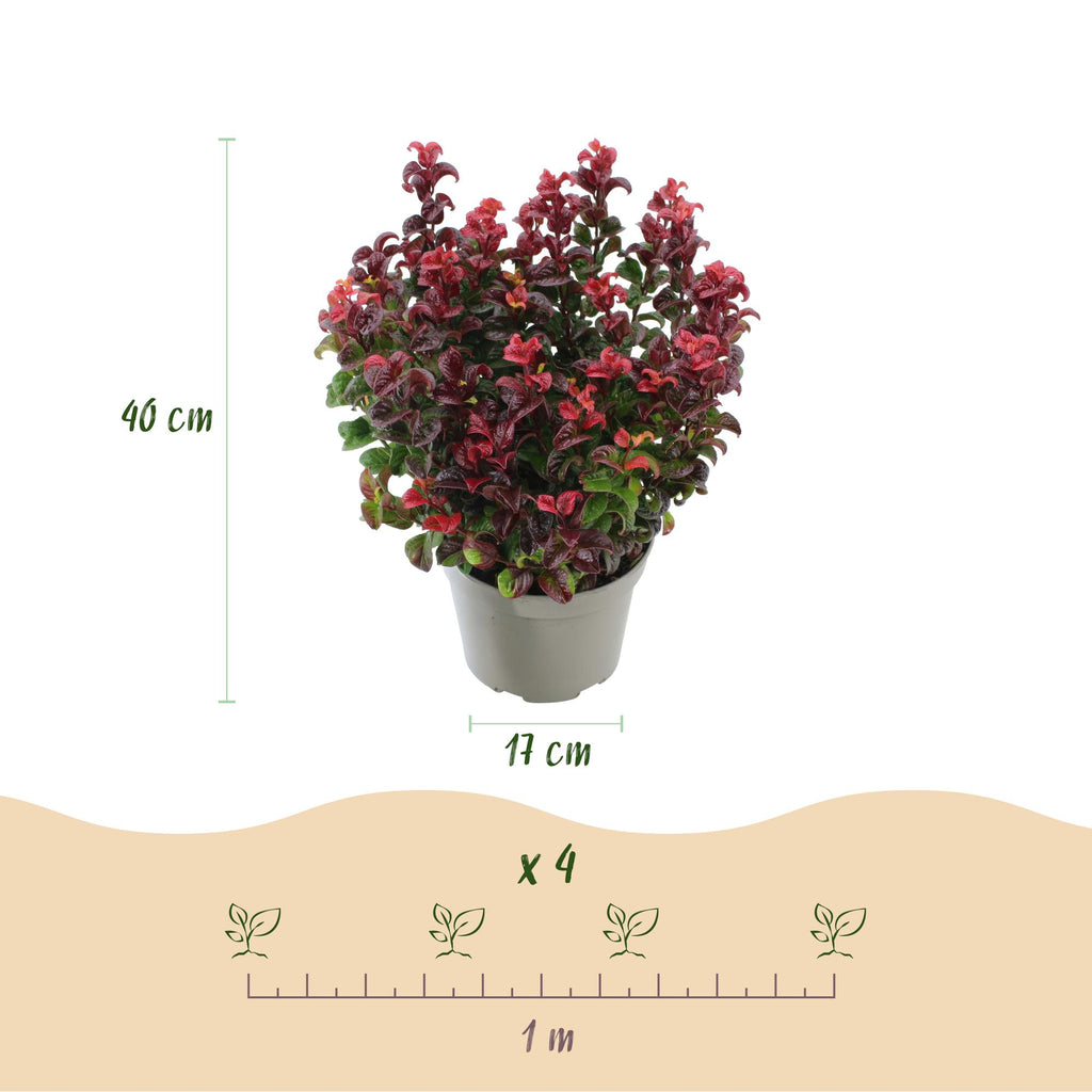 Green boutiQ - Plante de jardin - Leucothoe Curly Red - Rouge - 1 plante - Persistant - Peu d'entretien - Pot 17cm Hauteur 40cm