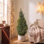Picea glauca Conica - Dwarf Alberta Spruce - Green - Christmas tree - Ø26cm - ↕110cm