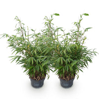 Green boutiQ - Grassen - Fargesia robusta Pingwu - Niet Woekerende Bamboe - Bladhoudend - Groen - 2 Planten - Pot 23 cm - Hoogte 80 cm