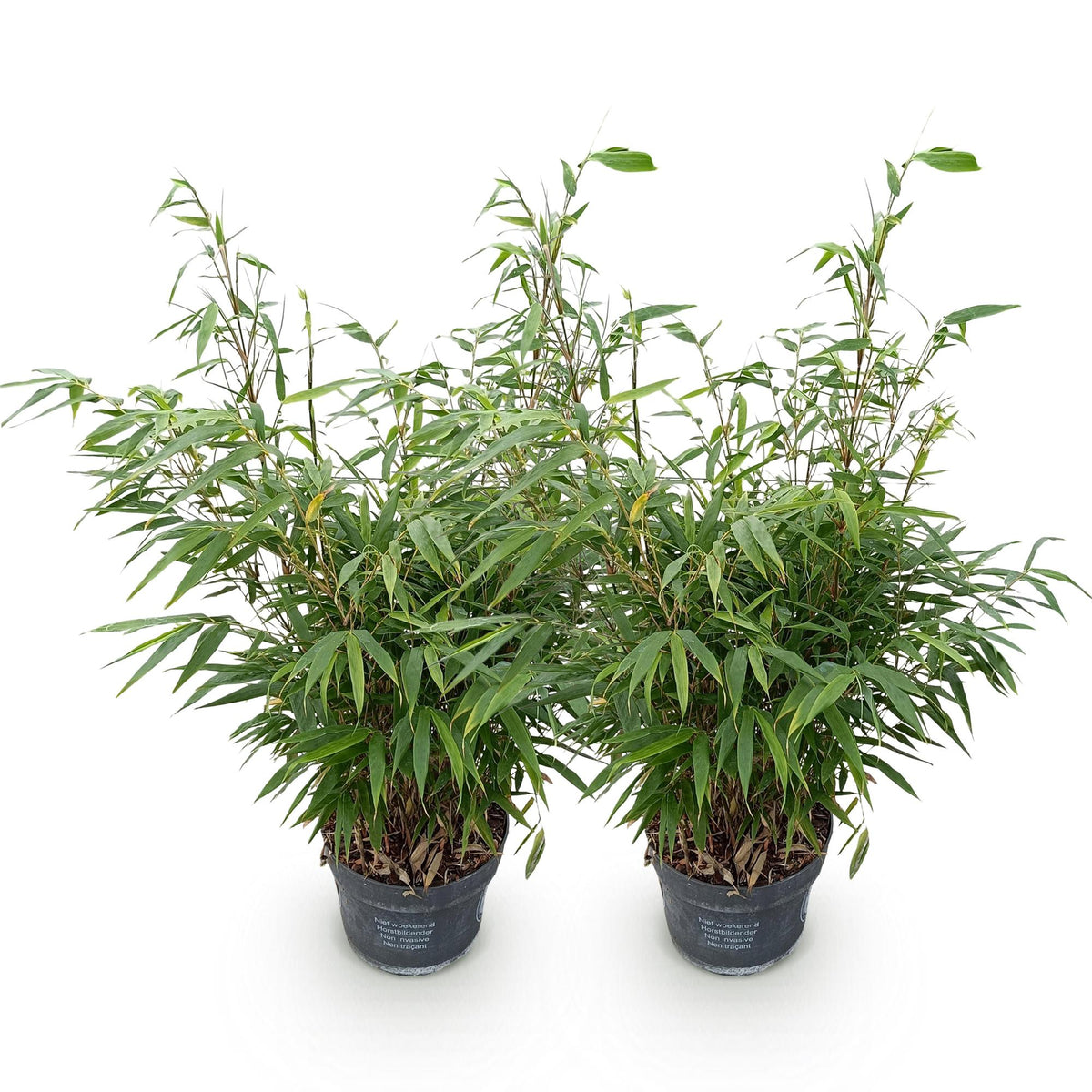 Green boutiQ - Graminées - Fargesia robusta Pingwu - Bambou non traçant - Persistant - Vert - 2 plantes - Pot 23 cm - Hauteur 80 cm