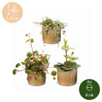3x Baby Peperomia Mix - Green - Red - Tropical - incl. Linnea Honey - Ø6cm - ↕5-15cm