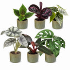 6x Baby Jungle Mix - Various colours - Tropical - incl. Linnea Olive - Ø6cm - ↕10-15cm