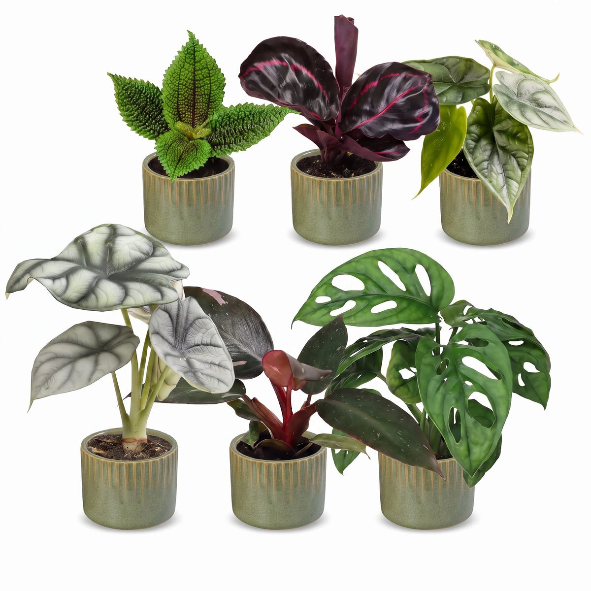 6x Baby Jungle Mix - Various colours - Tropical - incl. Linnea Olive - Ø6cm - ↕10-15cm
