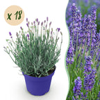 Green boutiQ - Plante de jardin - Lavandula angustifolia Hidcote - Lavande - Rustique - Violet - 18 plantes - Pot 12 cm - Hauteur 15-25 cm