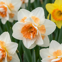 80x Narcissus Replete - Dubbele narcis Replete - Wit en Oranje - Voorjaarsbloeier - Bolmaat 10/12