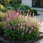 Green boutiQ - Stauden - Stachys Duo - Ziest - Bienen- und Schmetterlingsmagnet - Rosa - Lila - Weiß - 6 Pflanzen - Topf 11cm - Höhe 15-25cm