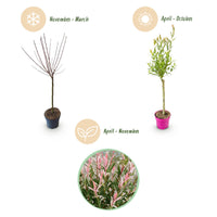 2x - Salix Flamingo - Ø17cm - ↕70-80cm