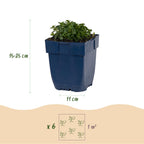 Green boutiQ - Plante vivace - Campanula portenschlagiana - Campanule à feuilles de pêcher - Couvre-sol - Rose - 1 plante - Pot 11cm - Hauteur 15-25cm