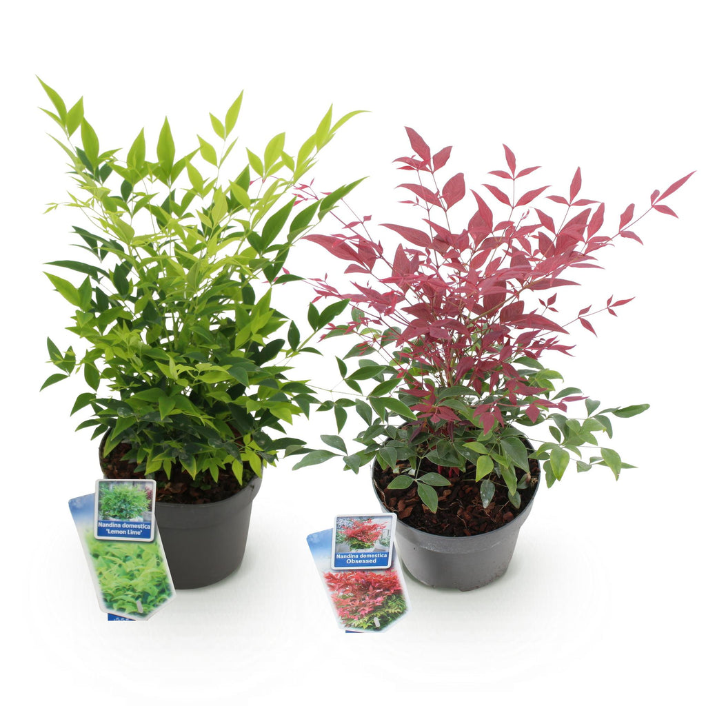Green boutiQ - Gartenpflanze - Nandina Duo - Gelb & Rot - 2 Pflanzen - Immergrün - Pflegeleicht - Topf 17cm Höhe 45cm