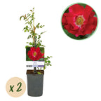 Green boutiQ - Rosier grimpant - Rosa Red Queen - Fleur rouge - Peu d'entretien - 2 plantes - Pot 11 cm Hauteur 40 cm