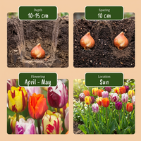 60x Tulipa Flaming Beauty Mix - Tulp Flaming Beauty Mix - Diversen - Voorjaarsbloeier - Bolmaat 11/12