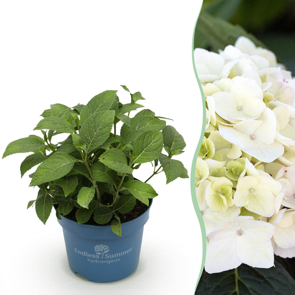 Green boutiQ - Plante de jardin - Hydrangea Endless Summer The Bride - Hortensia - Rustique - Blanc - 1 plante - Pot 14 cm - Hauteur 20-25 cm