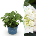 Green boutiQ - Plante de jardin - Hydrangea Endless Summer The Bride - Hortensia - Rustique - Blanc - 1 plante - Pot 14 cm - Hauteur 20-25 cm