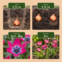 200x Tulipa Klein Schoon - Tulipa Little Beauty - Roze - Voorjaarsbloeier - Bolmaat 6/+