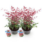 Green boutiQ - Gartenpflanze - Nandina Obsessed - Rot - 2 Pflanzen - Immergrün - Pflegeleicht - Topf 17cm Höhe 45cm