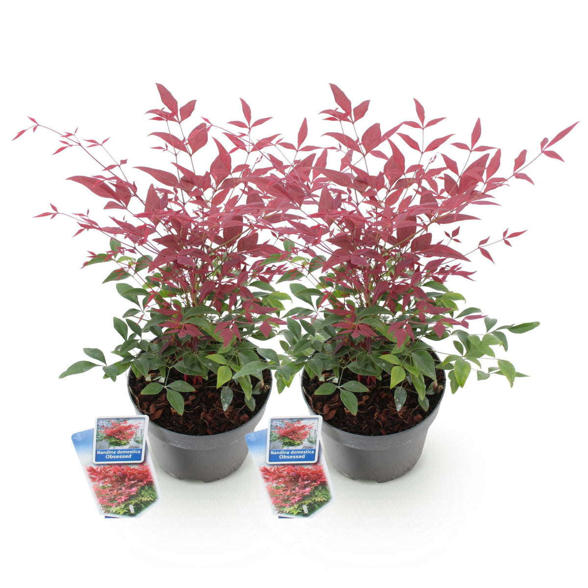 Green boutiQ - Gartenpflanze - Nandina Obsessed - Rot - 2 Pflanzen - Immergrün - Pflegeleicht - Topf 17cm Höhe 45cm