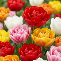 30x Tulipa Double mix - Gevulde tulp mix - Diversen - Voorjaarsbloeier - Bolmaat 11/13