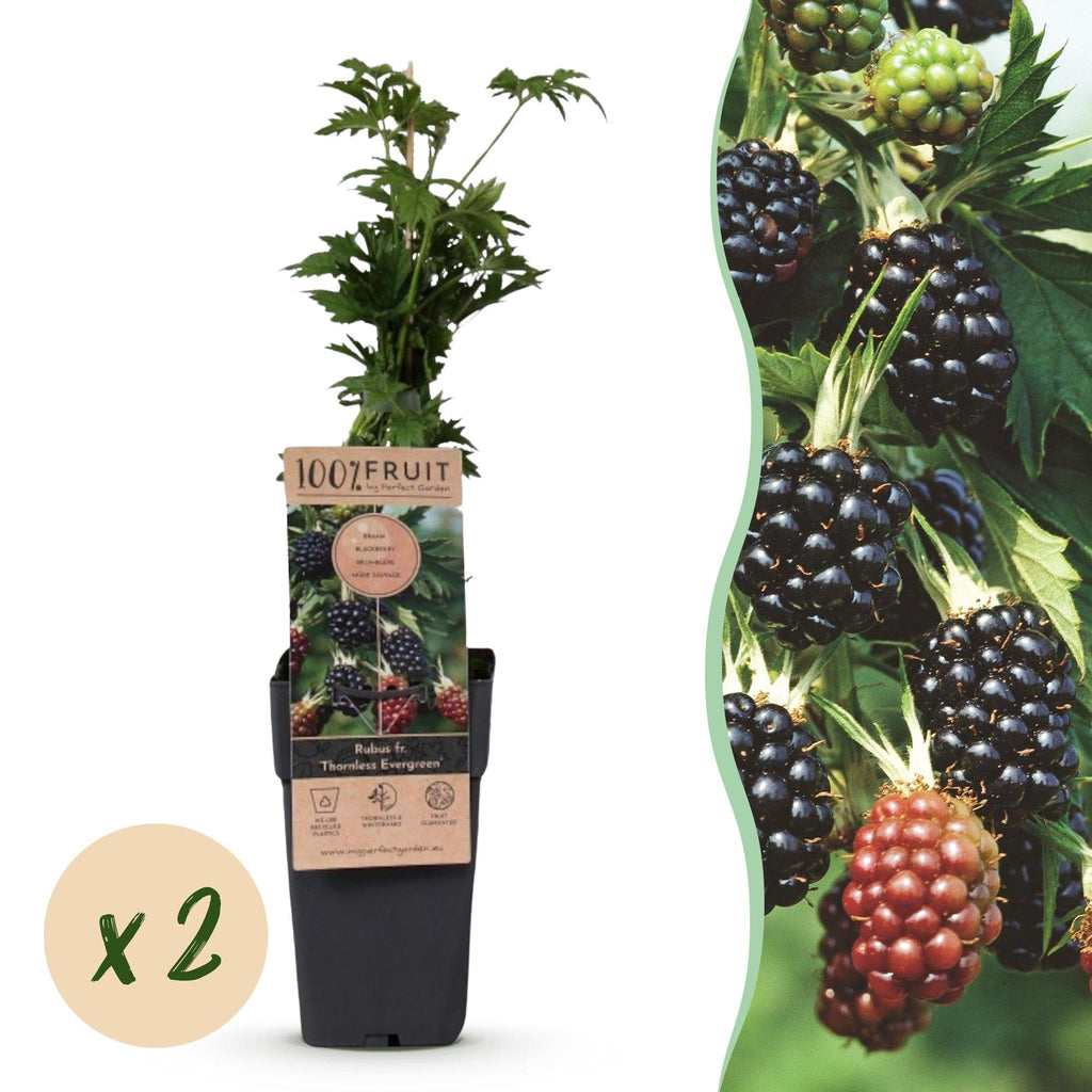 Green boutiQ - Plant fruitier - Rubus fruticosus Thornless Evergreen - Ronce - Sans épines - Mûre noire - 2 plantes - Pot 15cm - Hauteur 50cm