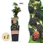 Green boutiQ - Plant fruitier - Rubus fruticosus Thornless Evergreen - Ronce - Sans épines - Mûre noire - 2 plantes - Pot 15cm - Hauteur 50cm