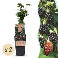 Green boutiQ - Fruitplant - Rubus fruticosus Thornless Evergreen - Bramenplant - Doornloos - Zwarte Braam - 2 Planten - Pot 15cm - Hoogte 50cm