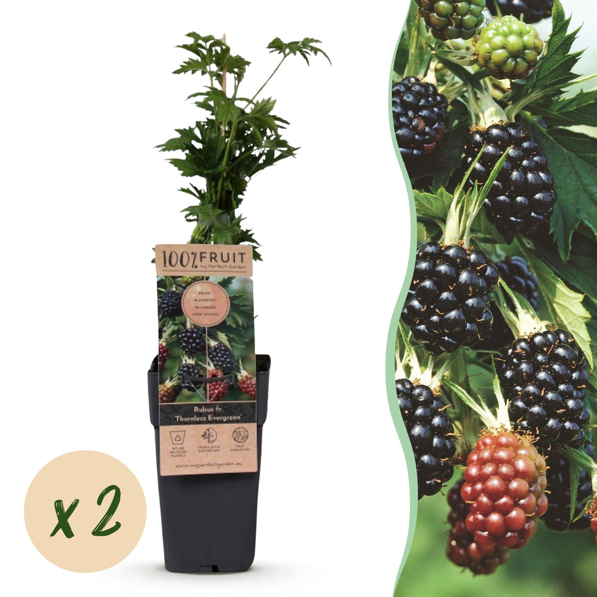 Green boutiQ - Plant fruitier - Rubus fruticosus Thornless Evergreen - Ronce - Sans épines - Mûre noire - 2 plantes - Pot 15cm - Hauteur 50cm
