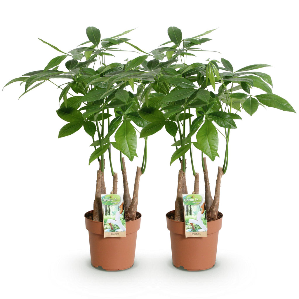 Green BoutiQ - Green is... Plantes d'intérieur - Pachira Aquatica multi-troncs - Arbre à argent - Entretien facile - Vert - 2 Plantes - Pot 17cm - Hauteur 50-55cm