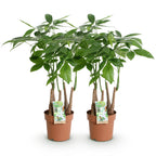 Green BoutiQ - Green is... Plantes d'intérieur - Pachira Aquatica multi-troncs - Arbre à argent - Entretien facile - Vert - 2 Plantes - Pot 17cm - Hauteur 50-55cm
