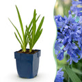 Green boutiQ - Stauden - Agapanthus africanus - Afrikanische Schmucklilie - Bienen- und Schmetterlingsmagnet - Blau - 3 Pflanzen - Topf 11cm - Höhe 15-25cm