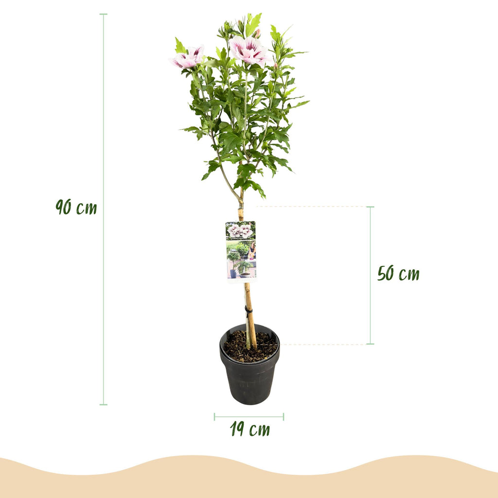 GreenboutiQ - Plante sur tige - Hibiscus syriacus Starburst Chiffon® - Plante de terrasse - Feuilles caduques - Rustique - Fleurs blanc-rose - Pot 19 cm, hauteur 90 cm
