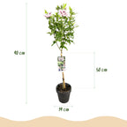 GreenboutiQ - Plante sur tige - Hibiscus syriacus Starburst Chiffon® - Plante de terrasse - Feuilles caduques - Rustique - Fleurs blanc-rose - Pot 19 cm, hauteur 90 cm