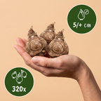 320x Freesia Double Mix - Dubbele fresia - Diversen - Snijbloem - Bolmaat 5/+