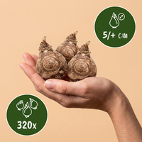 320x Freesia Double Mix - Dubbele fresia - Diversen - Snijbloem - Bolmaat 5/+