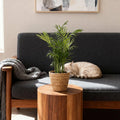 Green boutiQ - Zimmerpflanze - Chamaedorea elegans - Bergpalme - Haustierfreundliche Pflanze - Grün - 4 Pflanzen - mit Korb - Topf 12cm - Höhe 15cm