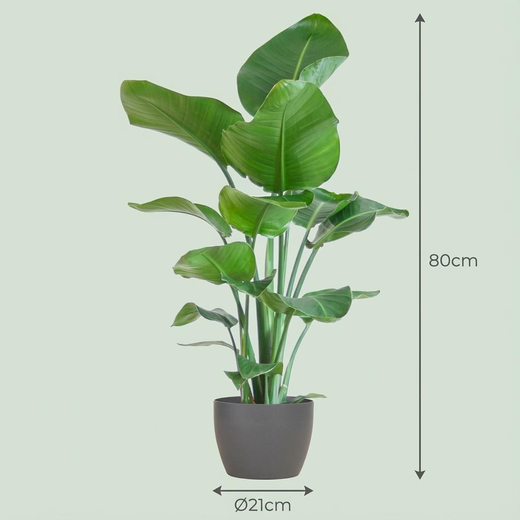 Green boutiQ - Zimmerpflanze - Paradiesvogelblume - Strelitzia Nicolai - Grün - Pflegeleicht - 1 Pflanze - mit Topf Grau - Topf 21cm - Höhe 80 - 90cm