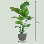 Green boutiQ - Zimmerpflanze - Paradiesvogelblume - Strelitzia Nicolai - Grün - Pflegeleicht - 1 Pflanze - mit Topf Grau - Topf 21cm - Höhe 80 - 90cm