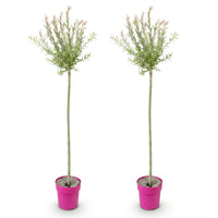 2x - Salix Flamingo - Ø23cm - ↕140-160cm