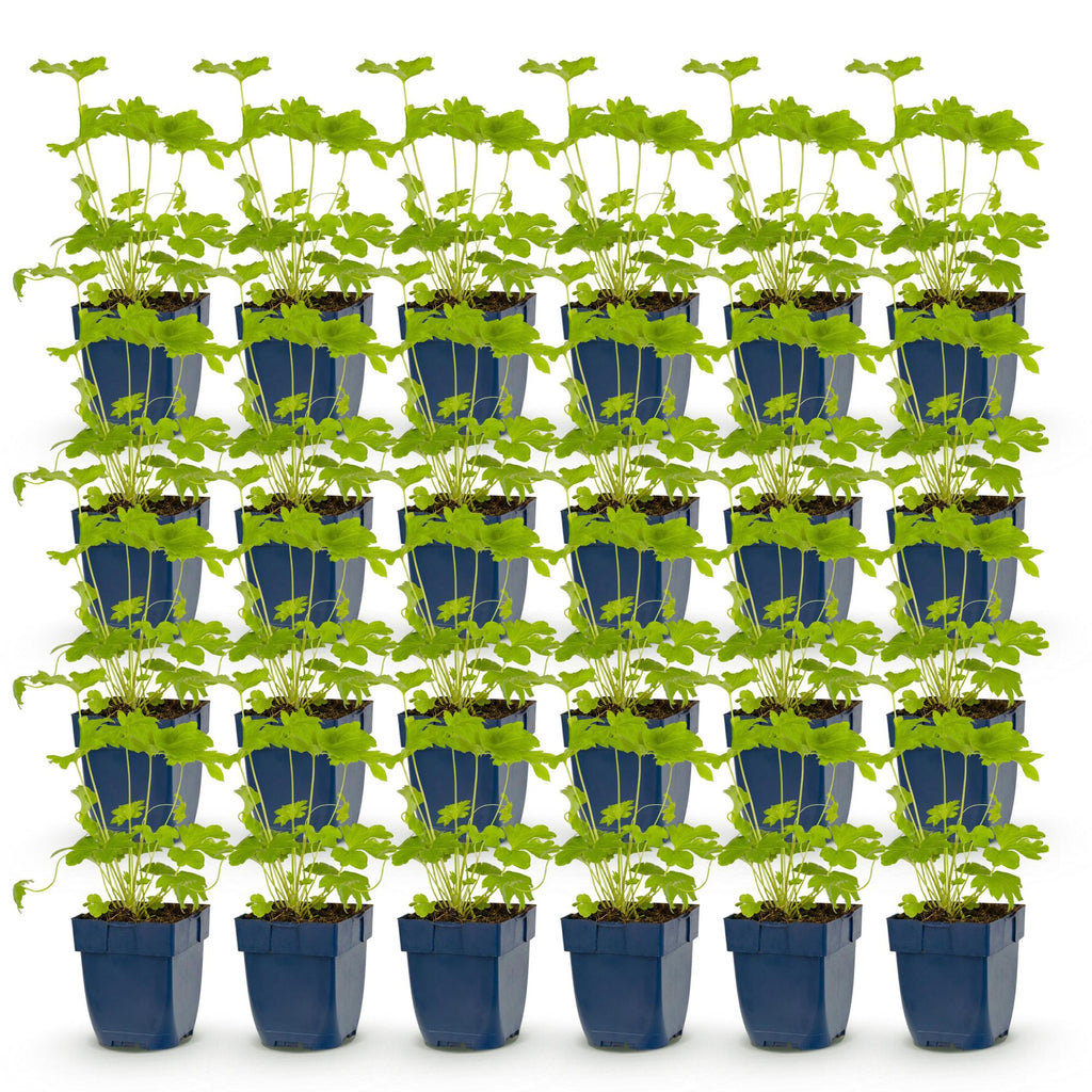 Green boutiQ - Stauden - Delphinium (P) Black Knight - Rittersporn - Bienen- und Schmetterlingsmagnet - Lila - 24 Pflanzen - Topf 11cm - Höhe 15-25cm