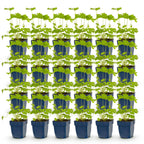 Green boutiQ - Stauden - Delphinium (P) Black Knight - Rittersporn - Bienen- und Schmetterlingsmagnet - Lila - 24 Pflanzen - Topf 11cm - Höhe 15-25cm