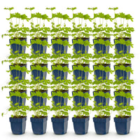 Green boutiQ - Vasteplant - Delphinium (P) Black Knight - Ridderspoor - Bijen en Vlinderlokkers - Paars - 24 Planten - Pot 11cm - Hoogte 15-25cm