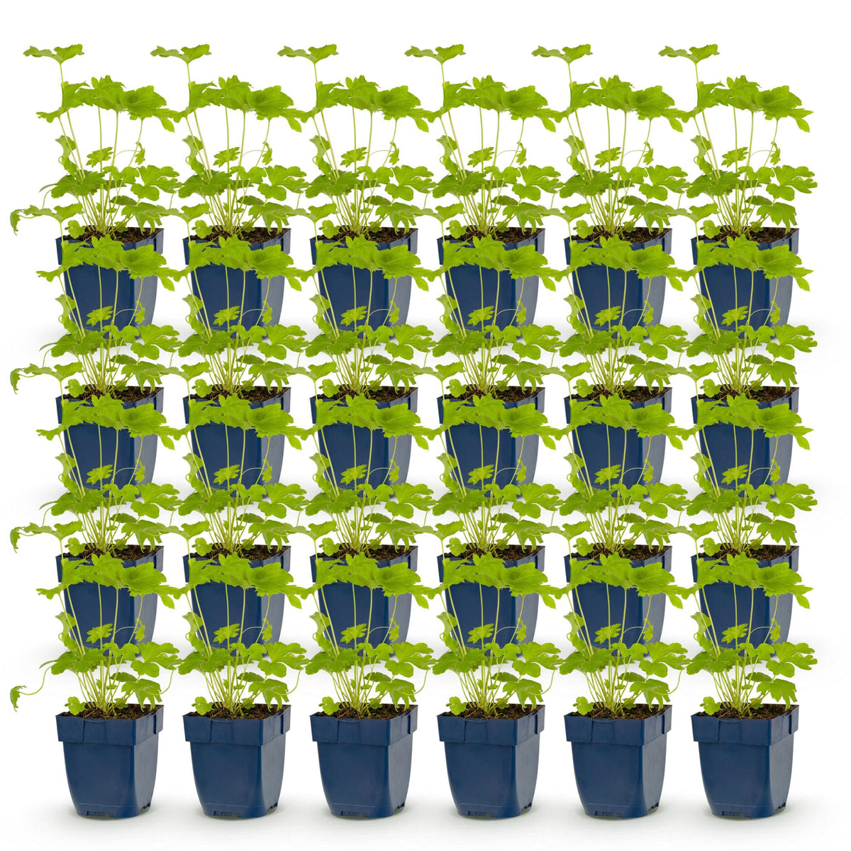Green boutiQ - Stauden - Delphinium (P) Black Knight - Rittersporn - Bienen- und Schmetterlingsmagnet - Lila - 24 Pflanzen - Topf 11cm - Höhe 15-25cm