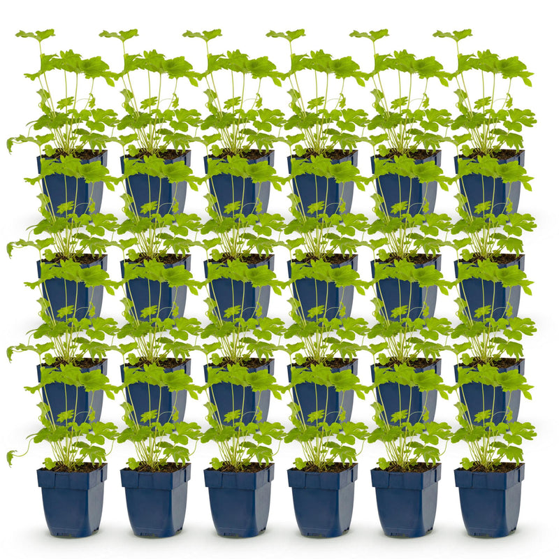 Green boutiQ - Vasteplant - Delphinium (P) Black Knight - Ridderspoor - Bijen en Vlinderlokkers - Paars - 24 Planten - Pot 11cm - Hoogte 15-25cm