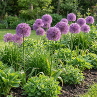 20x Allium Gladiator - Sierui - Paars - Zomerbloeier - Bolmaat 16/18