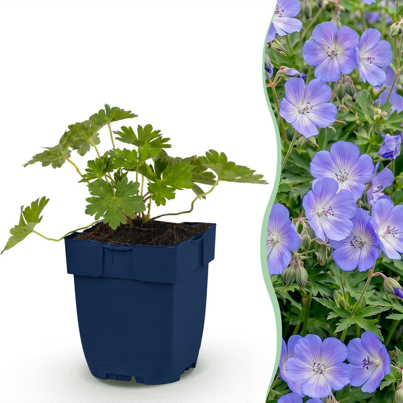 Green boutiQ - Vasteplant - Geranium 'Rozanne' - Ooievaarsbek - Bodembedekkend - Blauw - 24 Planten - Pot 11cm - Hoogte 15-25cm